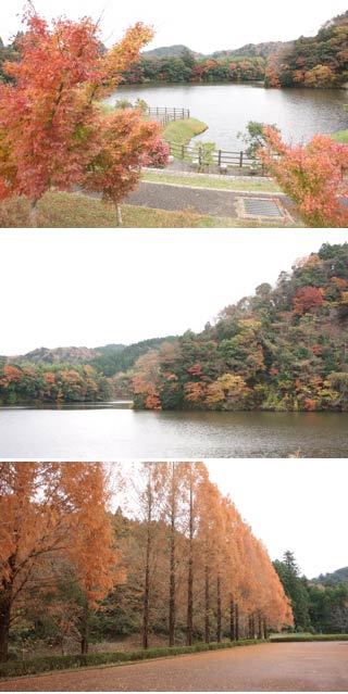 Koyo at Lake Kameyama