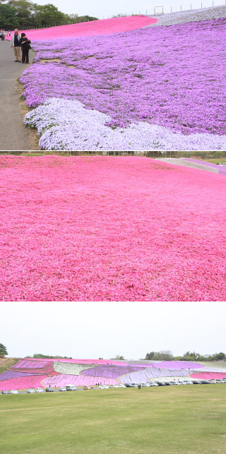 Shiba-Zakura of German Village