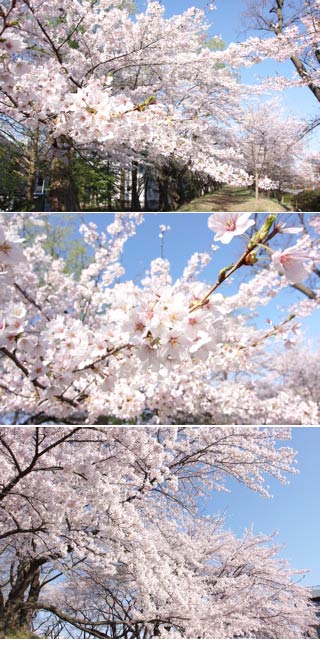 Kaiseizan Park