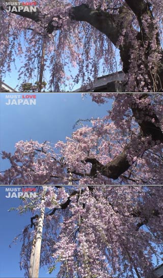 乙姫桜