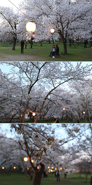 Sakurano park