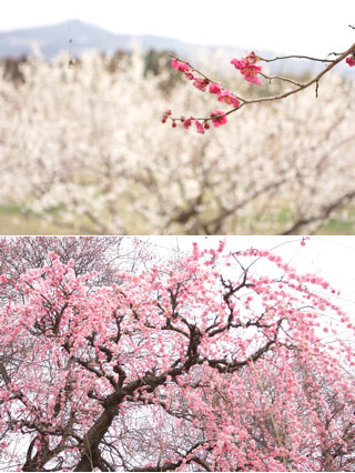 Akima Plum Forest
