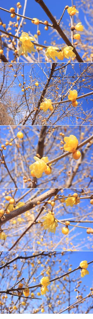 Arai Robai Garden