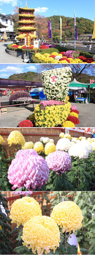 Kanto Kikka Festival