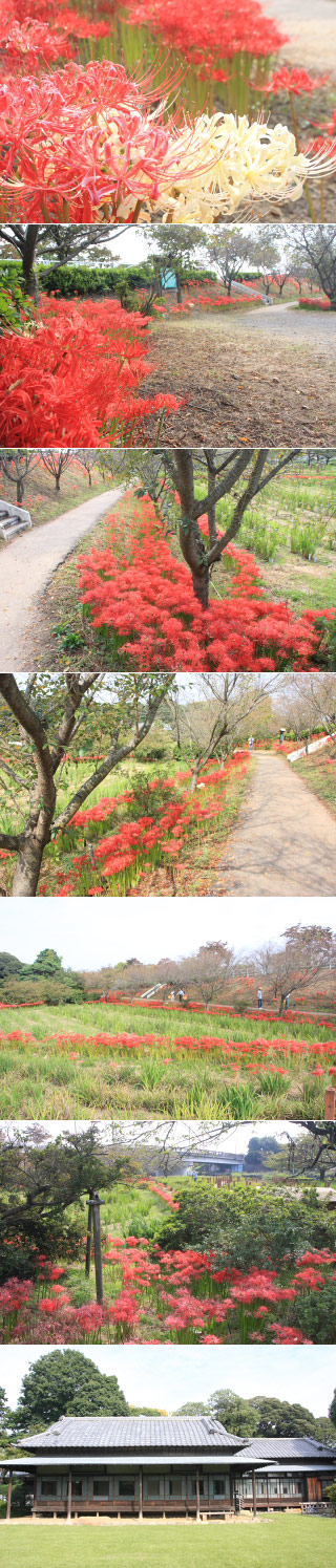 つつじが岡第二公園