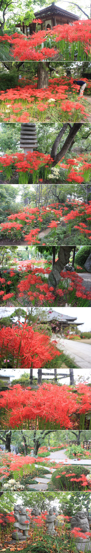 Higanbana at Jorakuji temple
