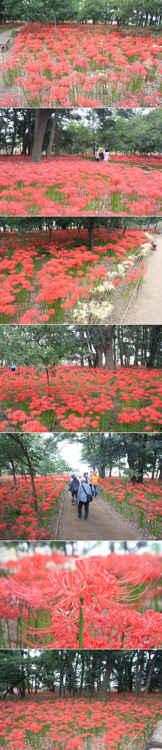 Hayakawabuchi