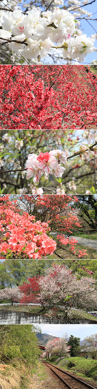 Peach of Godo Station