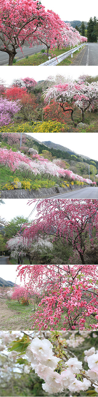 Koyado Ohata Peach Festival
