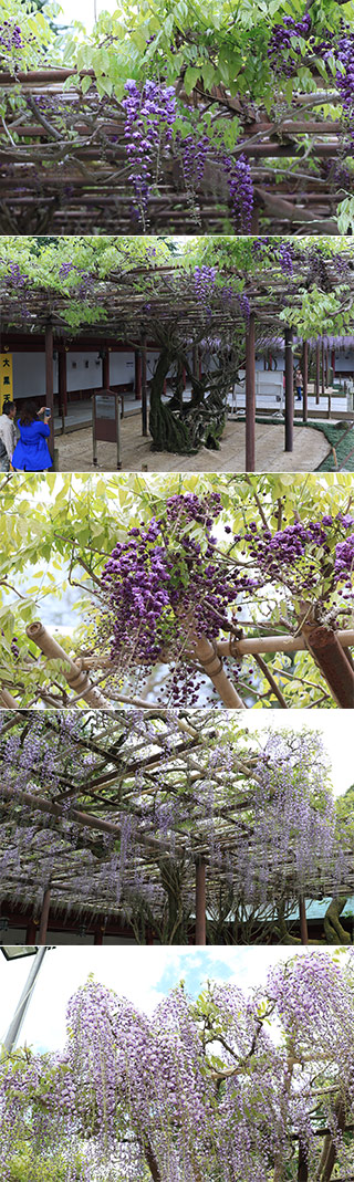 YaeWisteria of Kasamainari