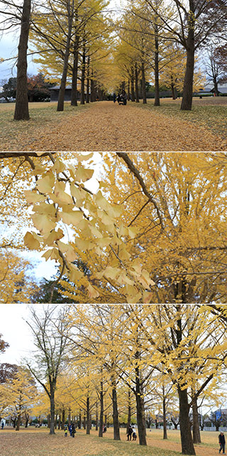 Ginkgo at Ibaraki History Museum