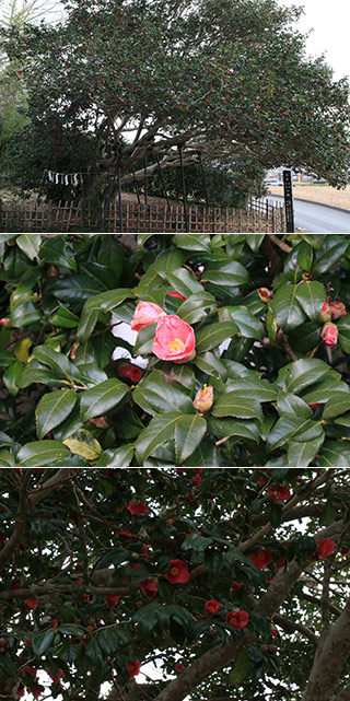 Sanmen Camellia