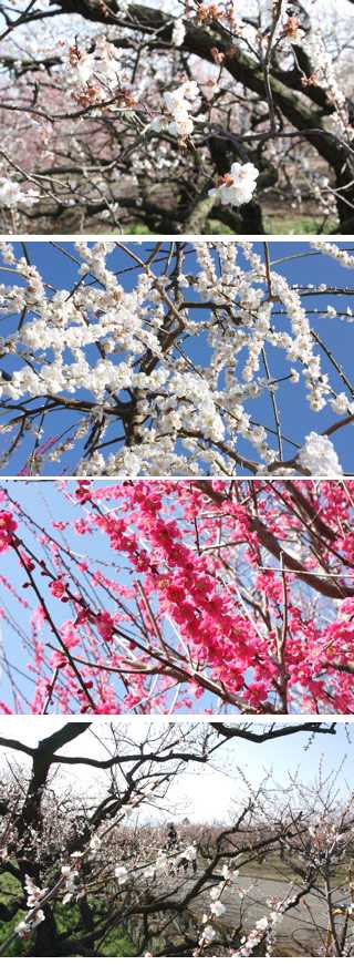 Soga Japanese Plum Forest