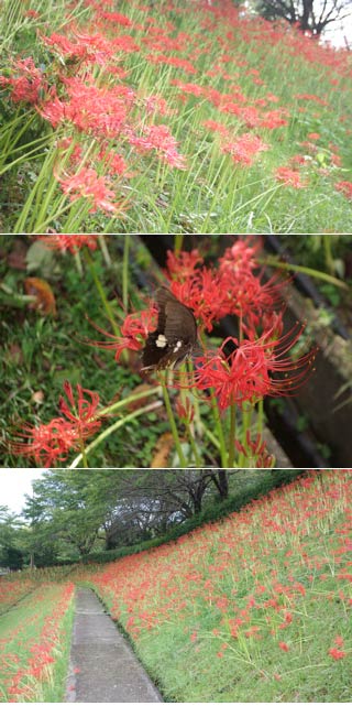 Higanbana at Ashigara Sports Park