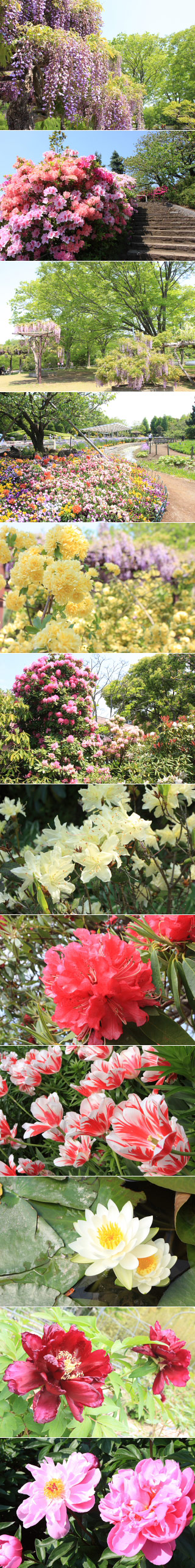 Ofuna Flower Center