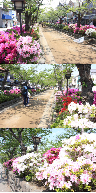 Azalea of Dankazura Oji