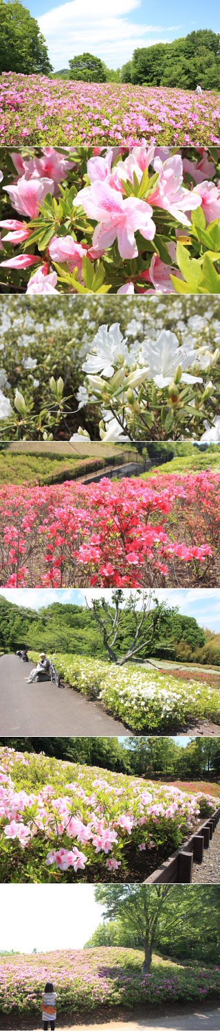 Atsugi Azalea Hill