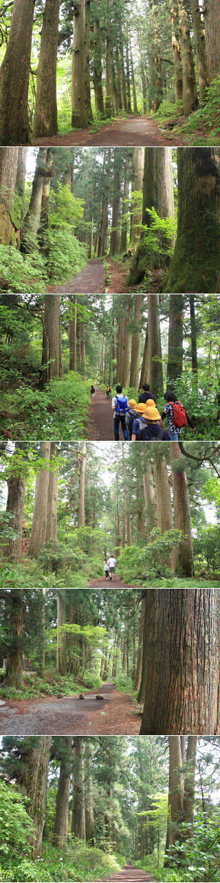 Cedar ave. of Hakone