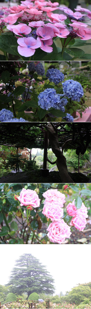 Ajisai in Gora Park
