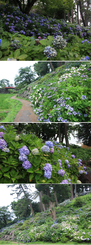 Ajisai at Odawara castle