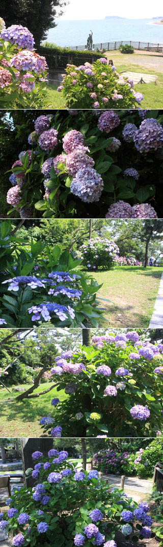 Hydrangea at Cape Inamura
