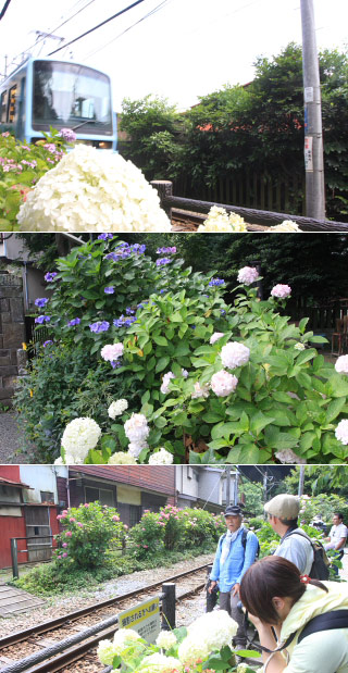 Goryo Shrines Ajisai