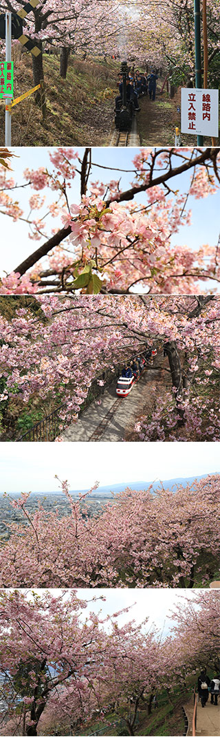 まつだ桜まつり