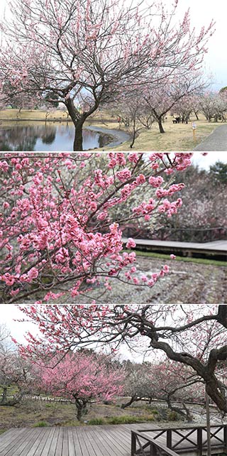 Odawara Flower Garden