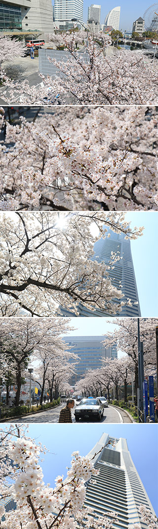 Sakura St. of Sakuragi Town