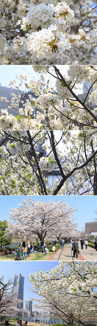 汽車道の桜