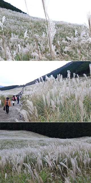 Sengokubara Susuki Field