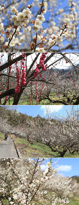 Honzawa Plum Garden