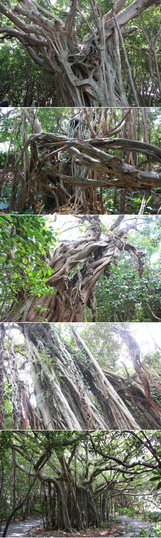 Shitogo Gajumaru Park