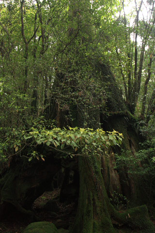 Sandai Sugi