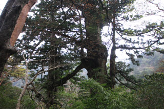 Meoto Sugi