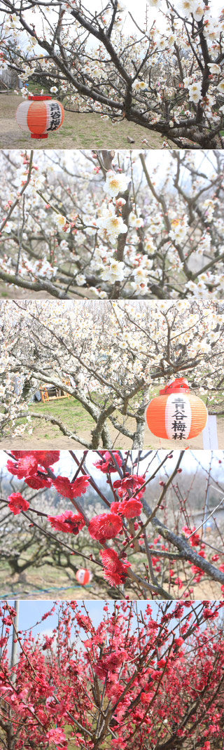 Aodani bairin