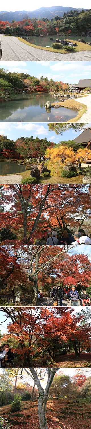 Koyo at Tenryuji