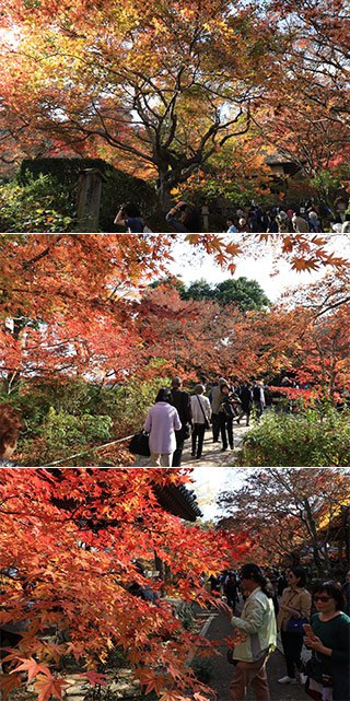 Koyo at Jojakkoji