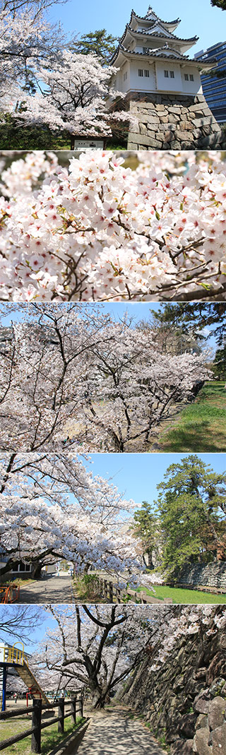 Sakura at Tsu Castle