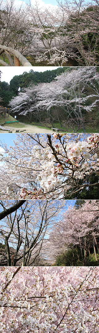 Katsuragisan Fumoto Park