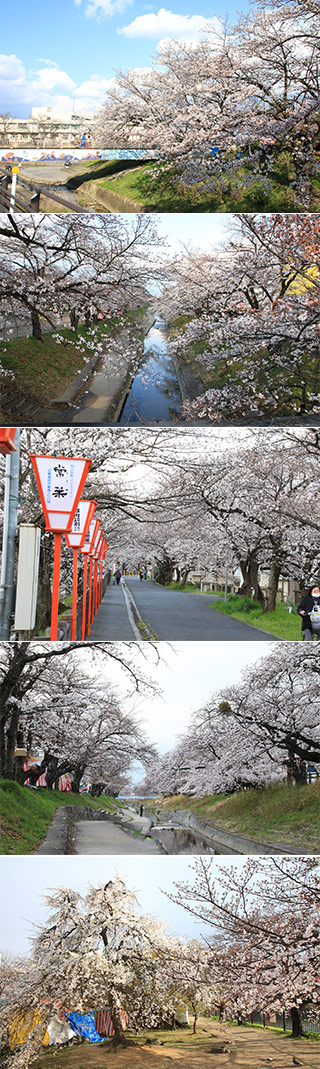 Takada 1000 Sakura
