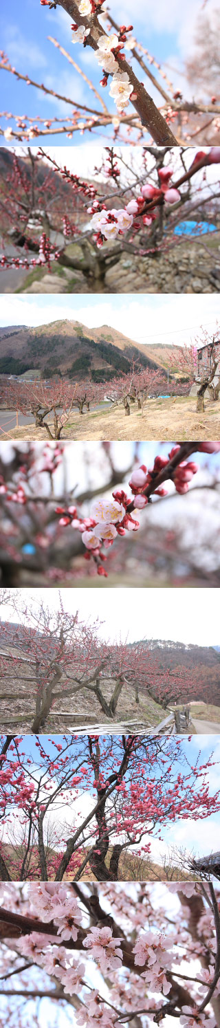 Anzu no Sato