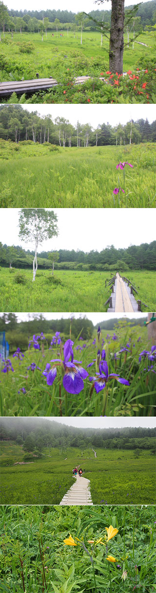 Nyukasa Marsh