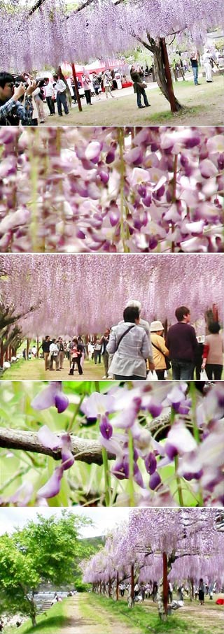 Fuji Park in Okayama