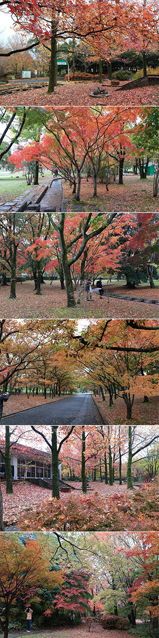 Koyo at Banpaku Kinen Park