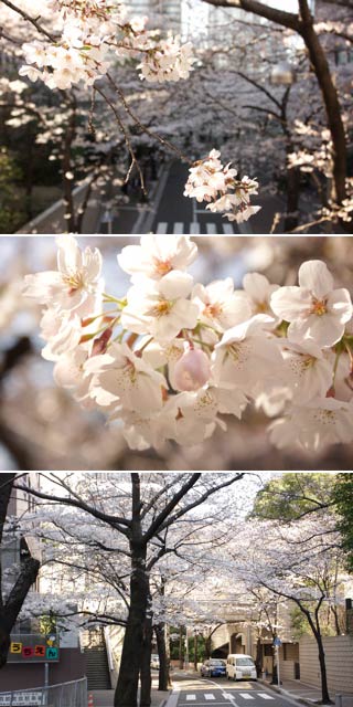 アークヒルズ桜坂