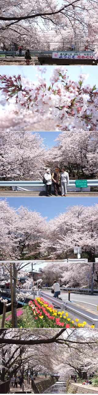 Yamato Thousand Sakura
