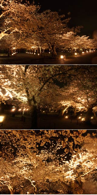 Night Hanami at Tsuruga Castle