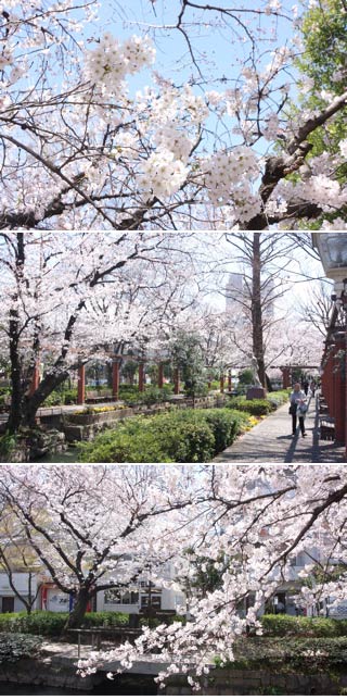 Hanami at Nishigawa Park