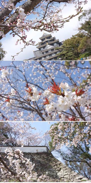 Hanami at Ujo Park
